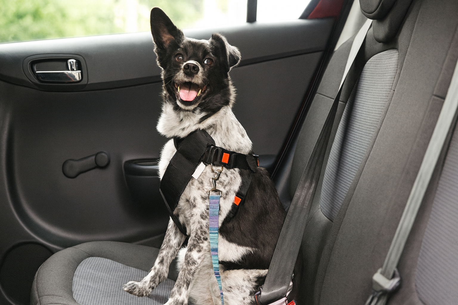 Do Dogs Need Seat Belts in Australia? Here’s What You Should Know