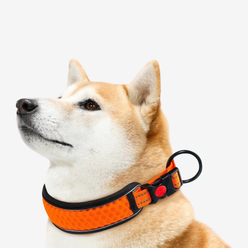 Shiba Inu dog wearing an orange reflective collar with a black trim and metal ring.
