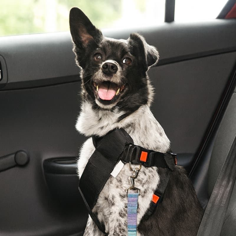 Do Dogs Need Seat Belts in Australia? Here’s What You Should Know