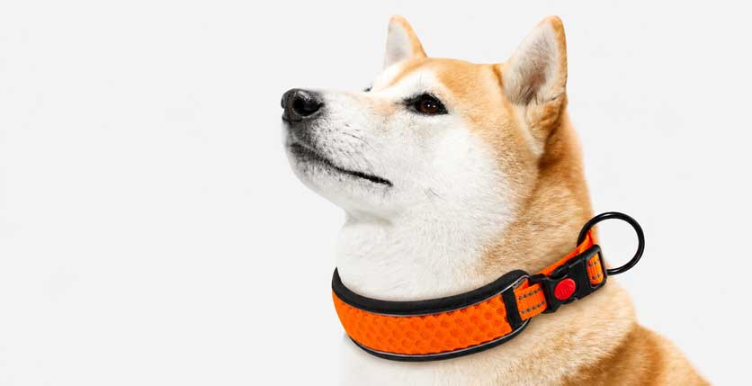 How to Measure Your Dog for a Collar or Harness